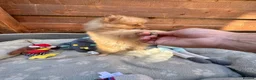 Pomeranian dogs for sale: ✨🐶 9  Beautiful Pomeranian Puppies  - Advert 31