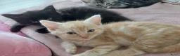 Mixed Breed cats for sale: Gorgeous Loving Kittens Looking for Forever Homes  in Slough - Advert 5