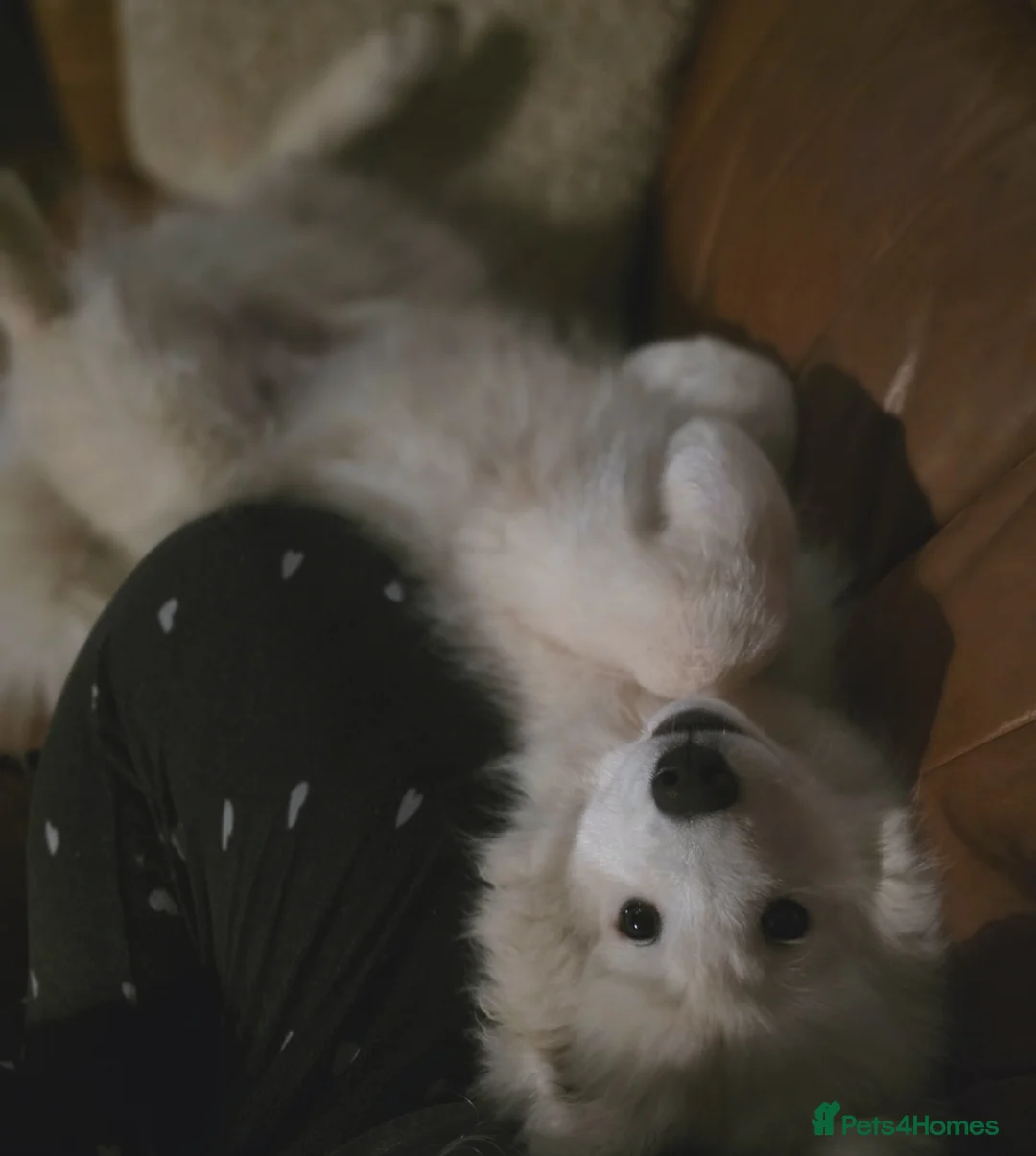 Samoyed dogs for sale: 5month Old Samoyed in Merthyr Tydfil - Advert 38