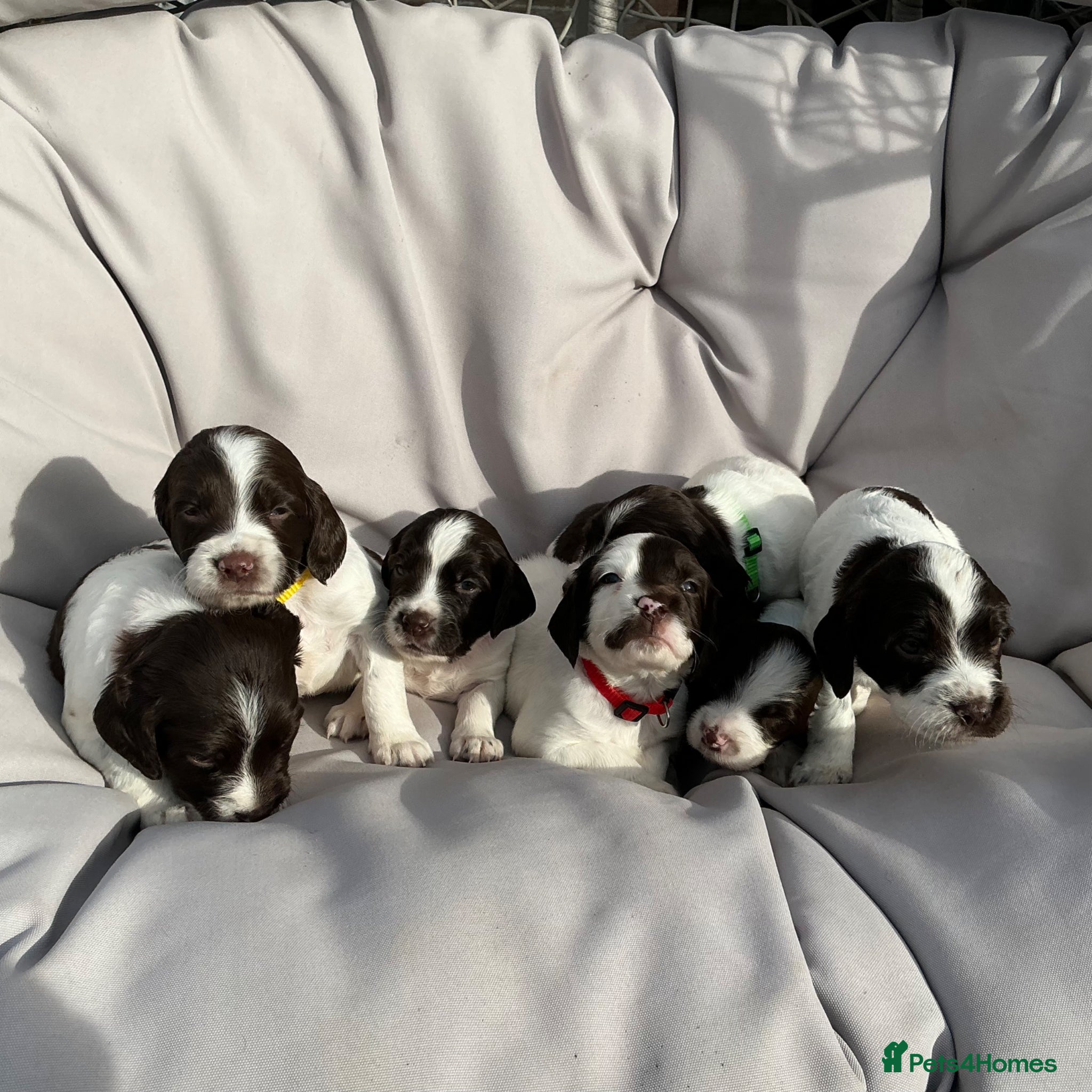 English Springer Spaniel dogs KC Working English Springer Spaniel - 87 FTCH & IR - Advert 11