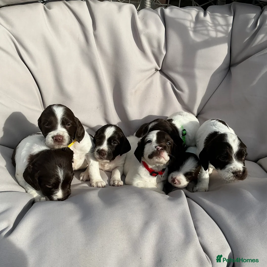 English Springer Spaniel dogs for sale: KC Working English Springer Spaniel - 87 FTCH & IR in Halesworth - Advert 1