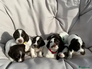 English Springer Spaniel dogs KC Working English Springer Spaniel - 87 FTCH & IR - Advert 11