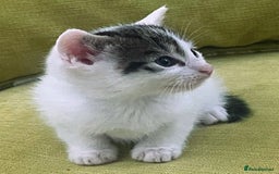Mixed Breed cats for sale: CLEMMIE’S CUTIES  - Image 25