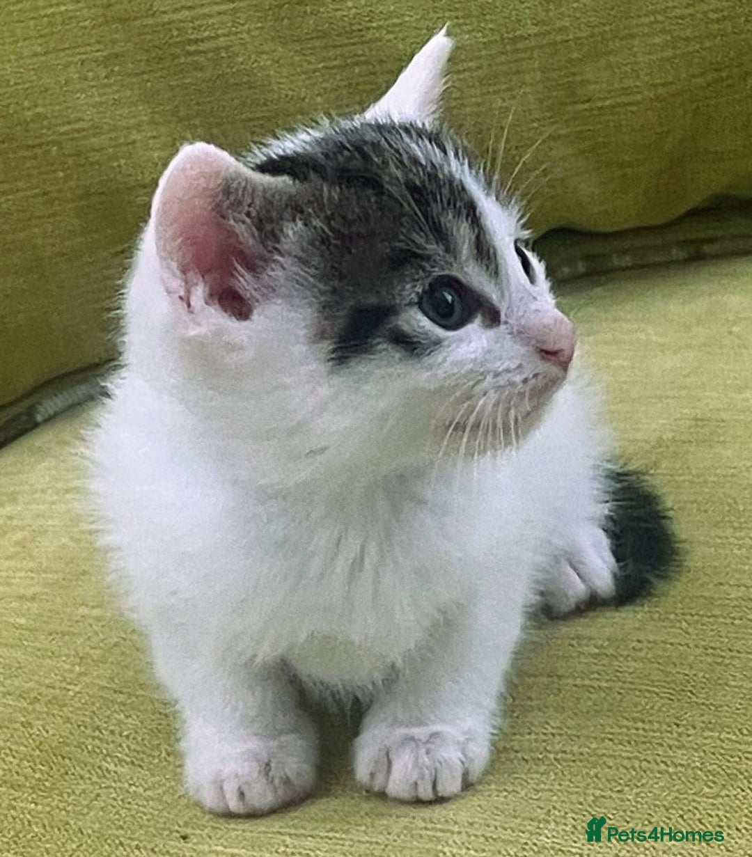 Mixed Breed cats for sale: CLEMMIE’S CUTIES  - Image 25