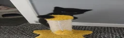 Mixed Breed cats for sale: 4 beautiful kittens ready for new homes  - Advert 16