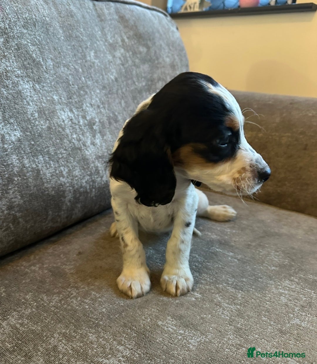 Sprocker dogs for sale: Beautiful sprocker puppies - Advert 5