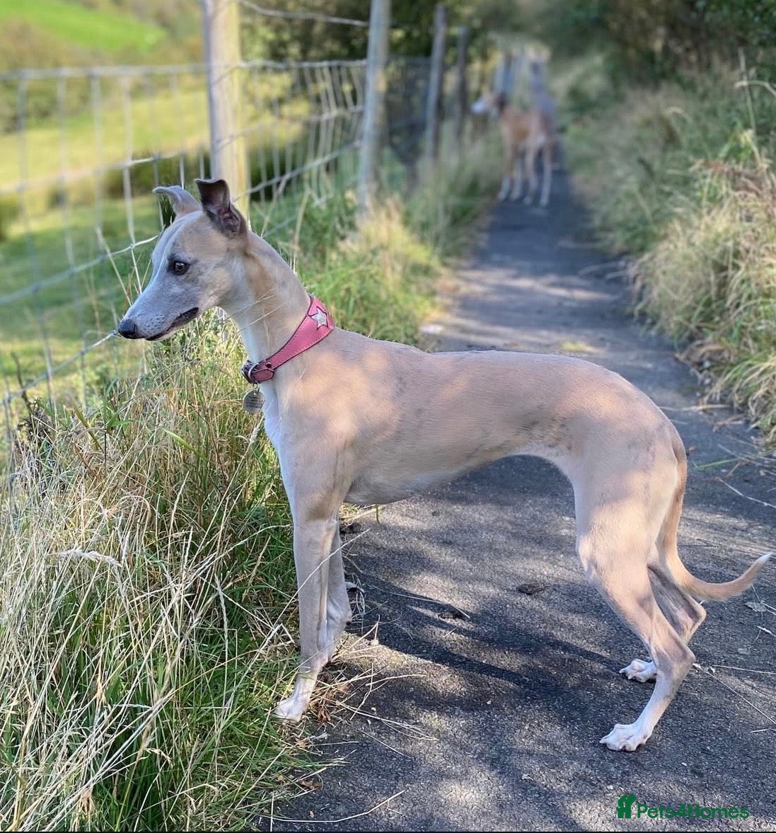 Whippet dogs Whippet 7 years old  - Advert 1