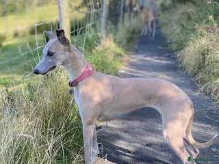 Whippet dogs Whippet 7 years old - Advert 1