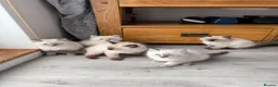 Ragdoll cats for sale: Stunning pure ragdoll kittens 10 weeks old - Advert 4