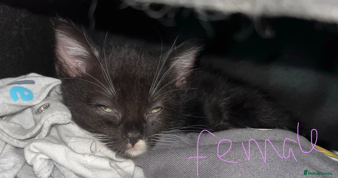 Mixed Breed cats for sale: 5 kittens ready for there forever homes - Advert 2