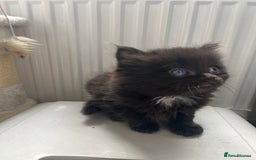 Ragdoll cats for sale: “Adorable Black Ragdoll Kittens – Don’t Miss Out!” - Image 13