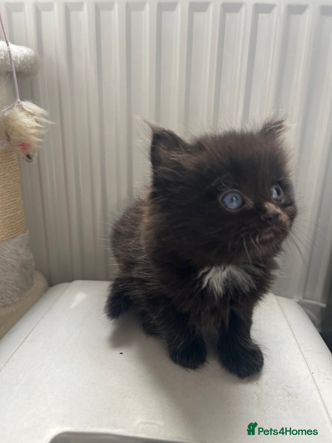 Ragdoll cats for sale: “Adorable Black Ragdoll Kittens – Don’t Miss Out!” - Image 13
