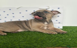 French Bulldog dogs for sale: 5 French bulldog puppy’s  - Image 20