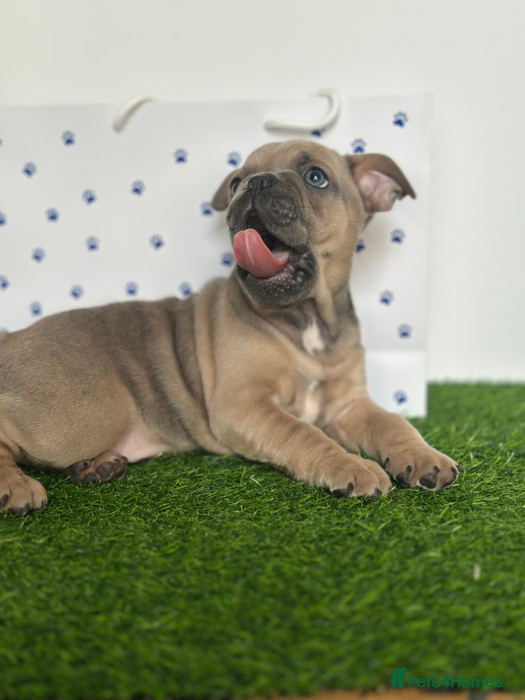 French Bulldog dogs for sale: 5 French bulldog puppy’s  - Image 20