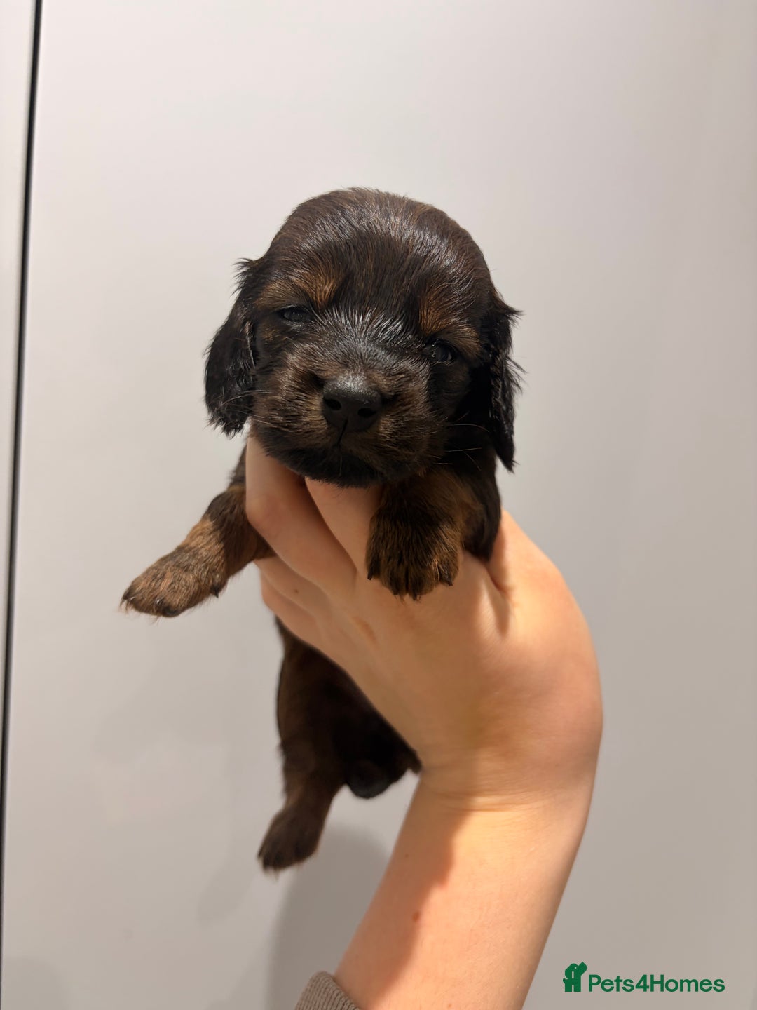 Miniature Dachshund dogs for sale: Quality Russian shaded red minis - Advert 30