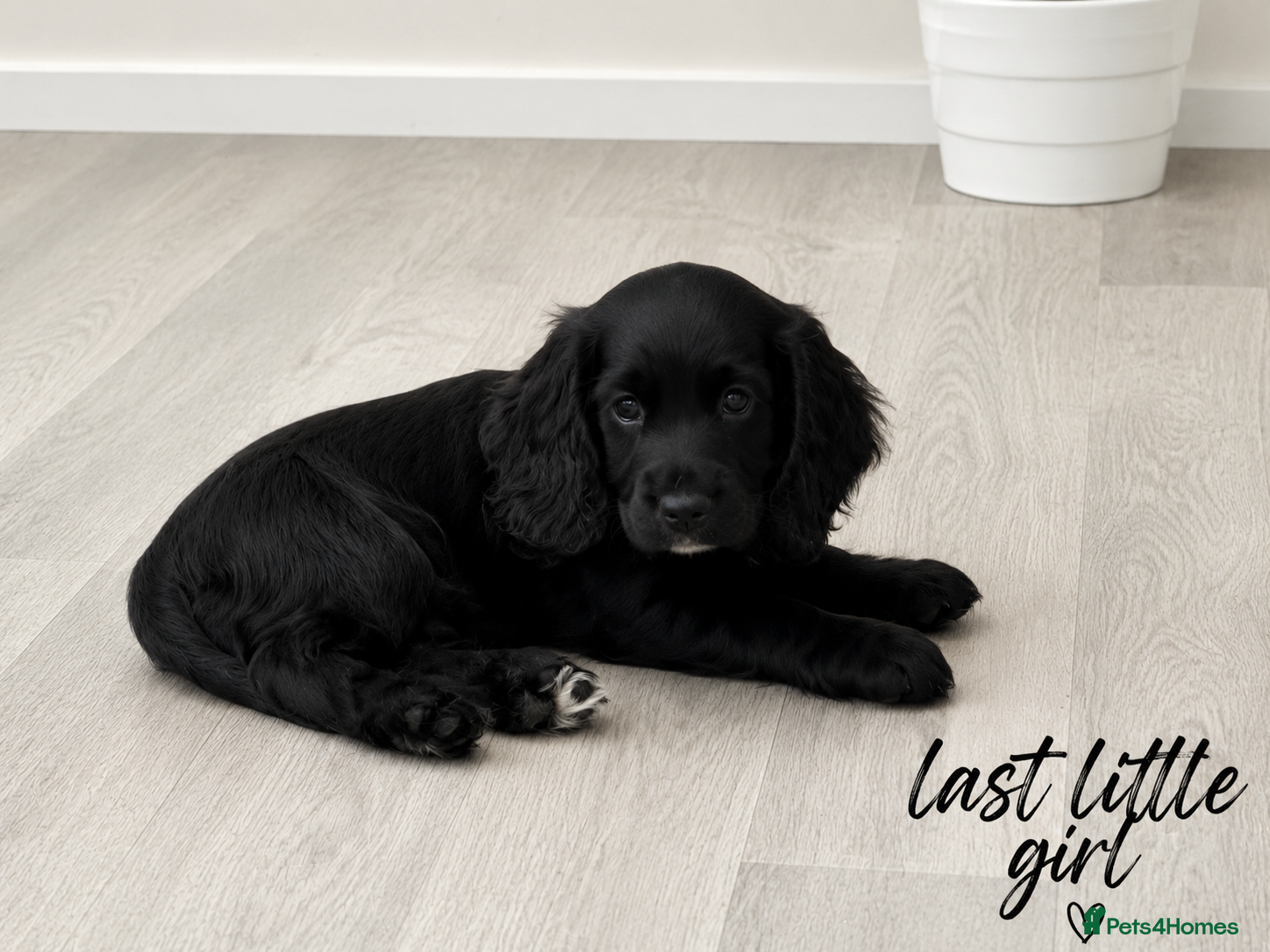 Cocker Spaniel dogs Last little girl - Advert 1