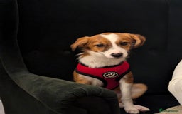 Mixed Breed dogs for sale: Roo - Lovely Small Dog - Image 1