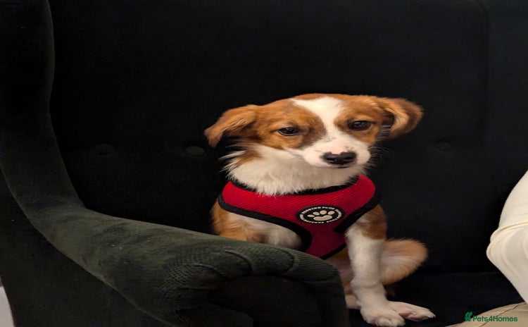 Mixed Breed dogs - Advert 4