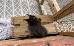 Maine Coon cats for sale: Purr Machines Ready Now - GCCF Reg Maine Coons - Image 17