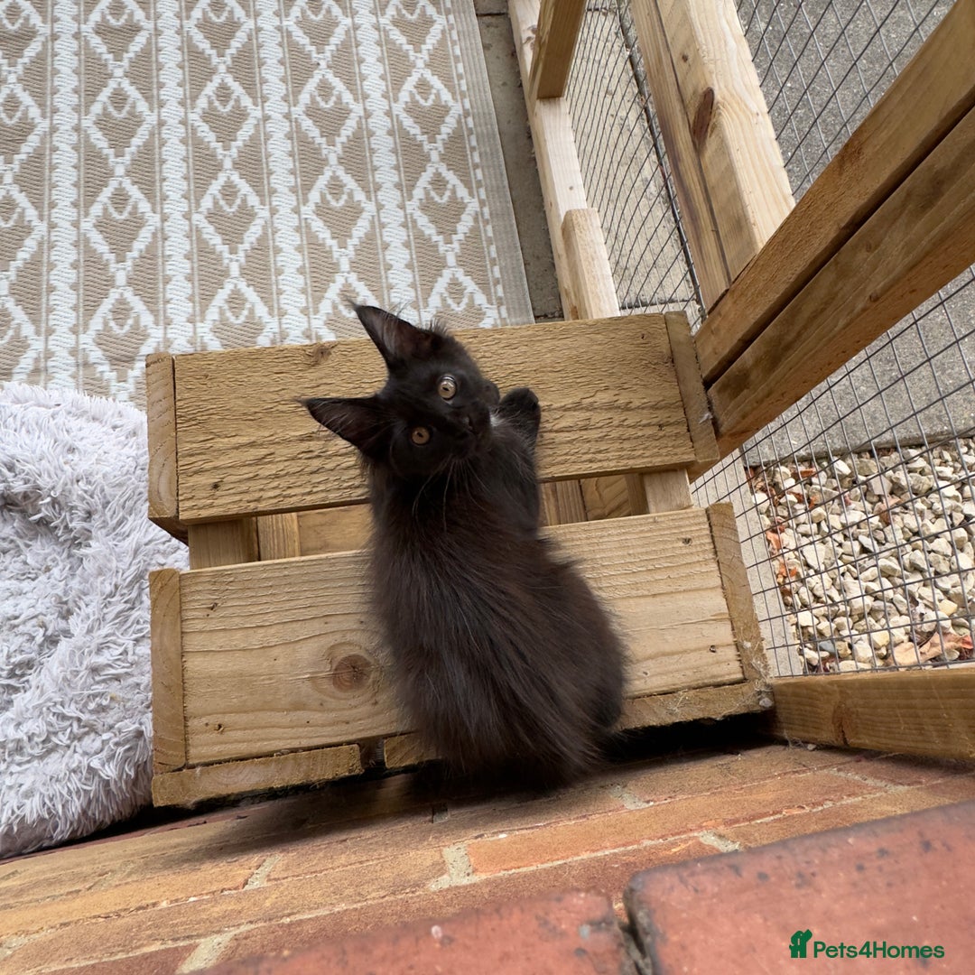 Maine Coon cats for sale: Purr Machines Ready Now - GCCF Reg Maine Coons - Image 17