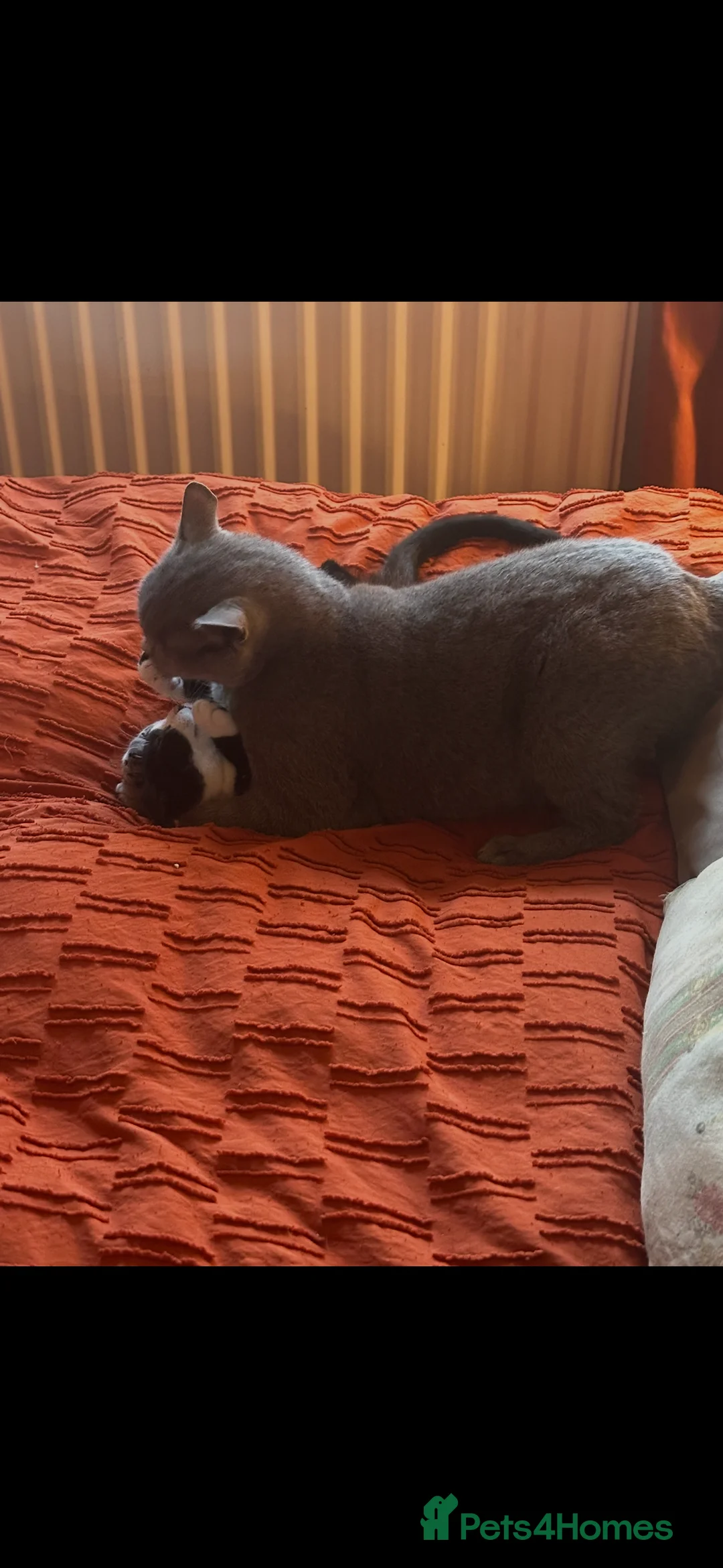 Mixed Breed cats for sale: British shorthair x Sphynx  in Pontefract - Advert 3