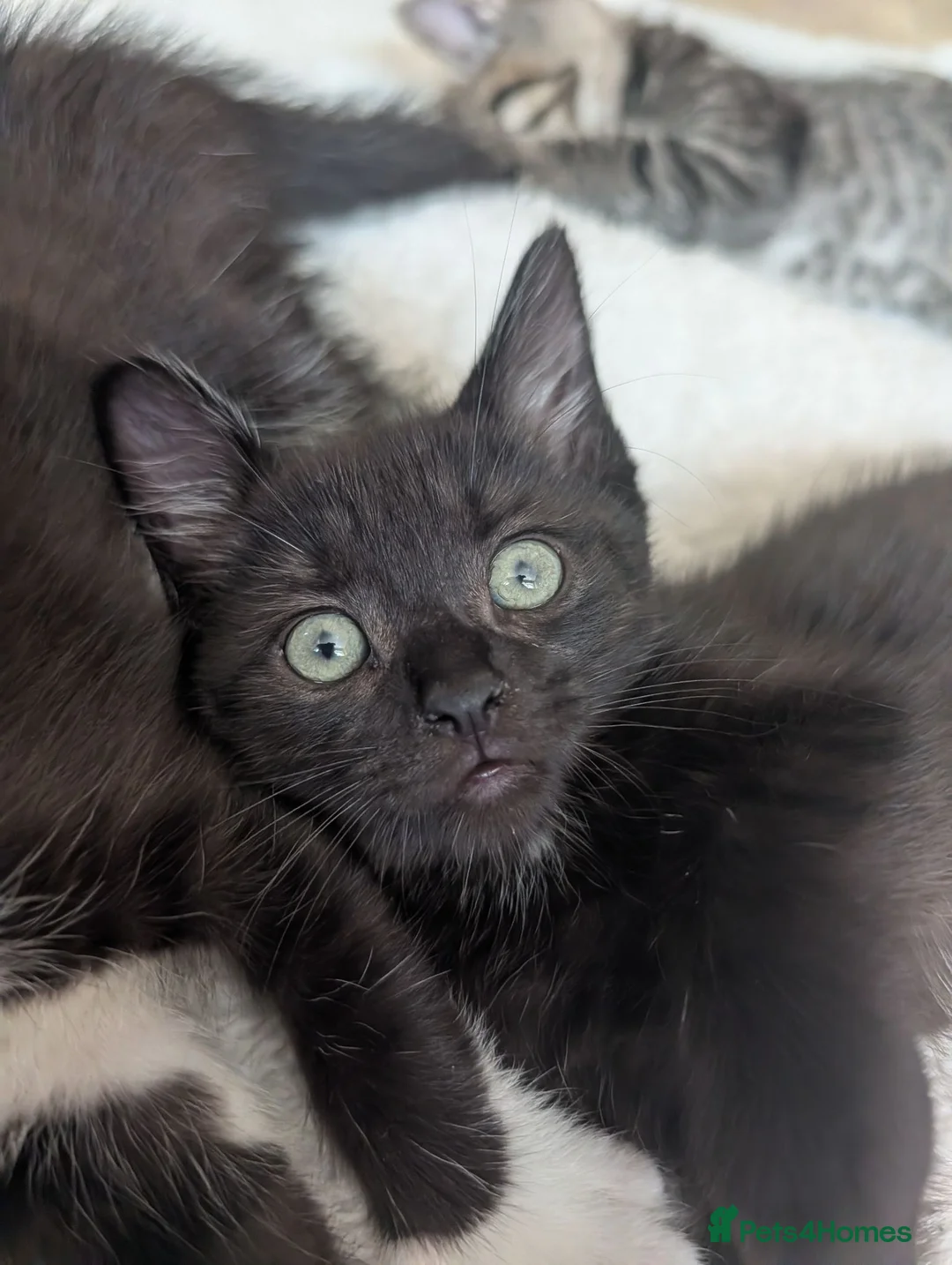 Mixed Breed cats for sale: READY- 1 BOY LEFT Maine Coon x British Shorthair - Advert 1