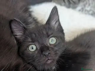 Mixed Breed cats READY- 1 BOY LEFT Maine Coon x British Shorthair - Advert 6