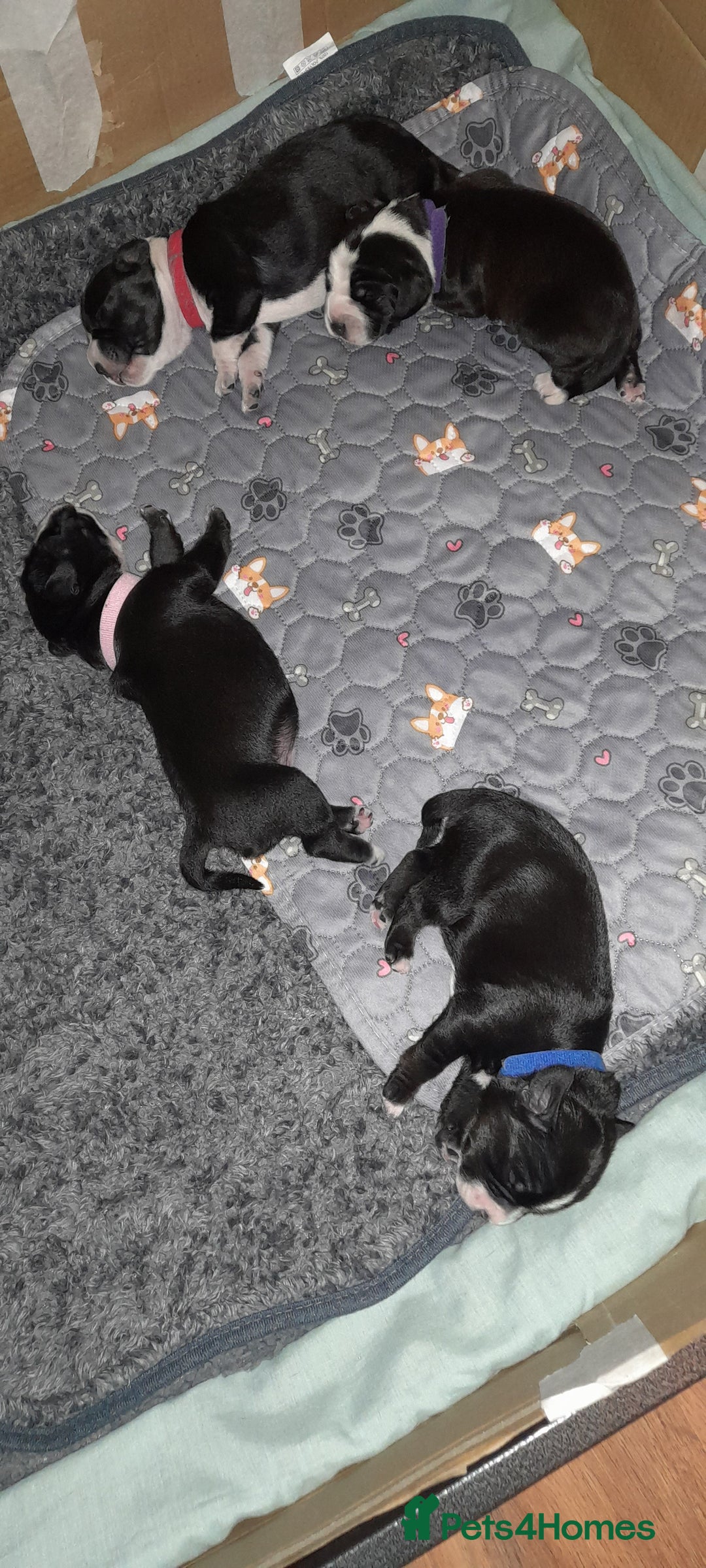 Mixed Breed dogs for sale: Staffy x Cocker Spaniel  - Advert 19