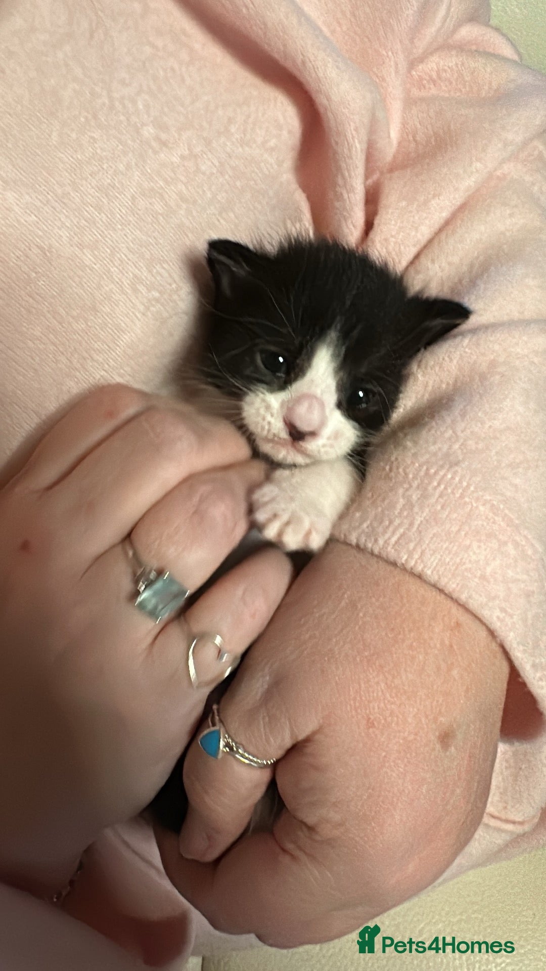 Maine Coon cats for sale: Maine Coon Crosses - Advert 6