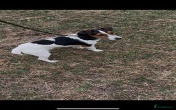 Jack Russell dogs for sale: Three stunning pups available  - Advert 6