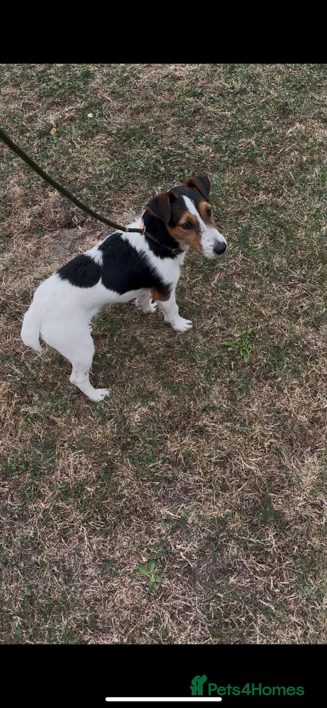 Jack Russell dogs for sale: Three stunning pups available  - Advert 6