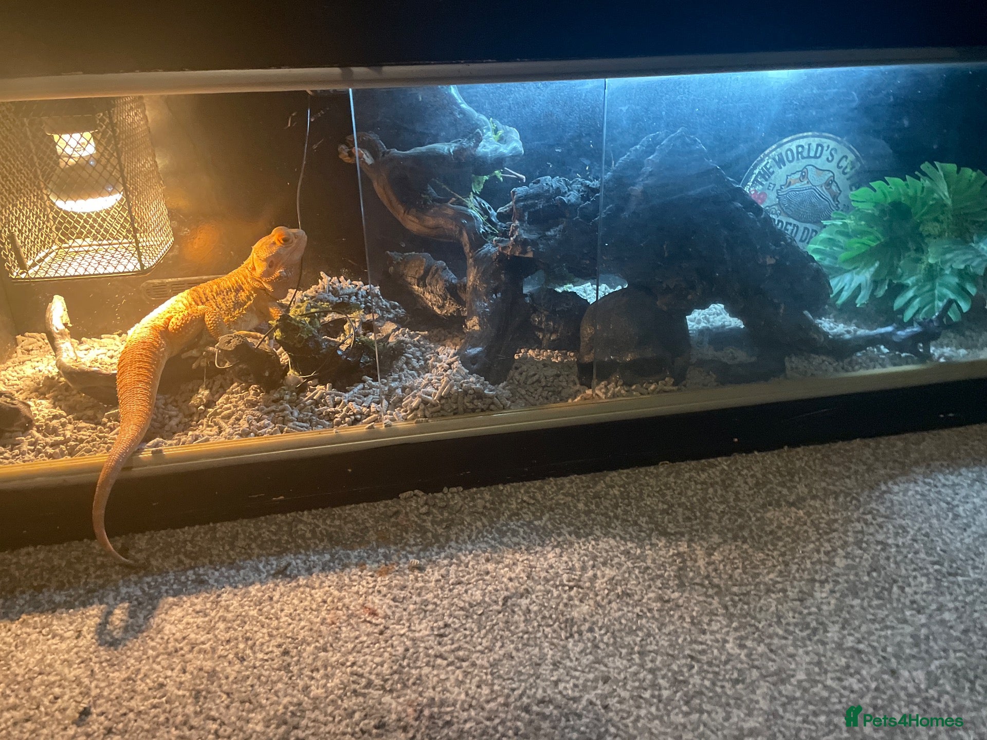 Bearded Dragon reptiles Bearded dragon  - Advert 5