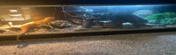 Bearded Dragon reptiles for sale: Bearded dragon  in Hartlepool - Advert 2