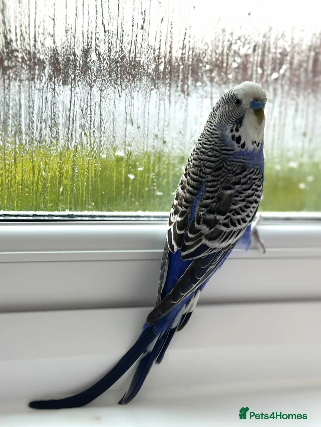 Budgerigars birds for sale: Friendly Male Budgie – Hand Tame & Loving in Liverpool - Advert 7