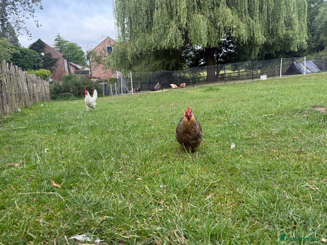 Chickens poultry for sale: 1 Cockerel and 3 hens for sale - Image 12