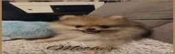 Pomeranian dogs for sale: Four beautiful pomeranian puppies 🐶  - Advert 8