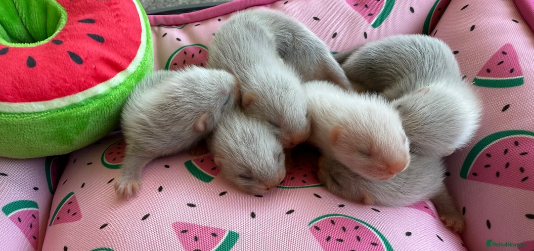 Ferret rodents for sale: Ferrets for sale  - Image 5