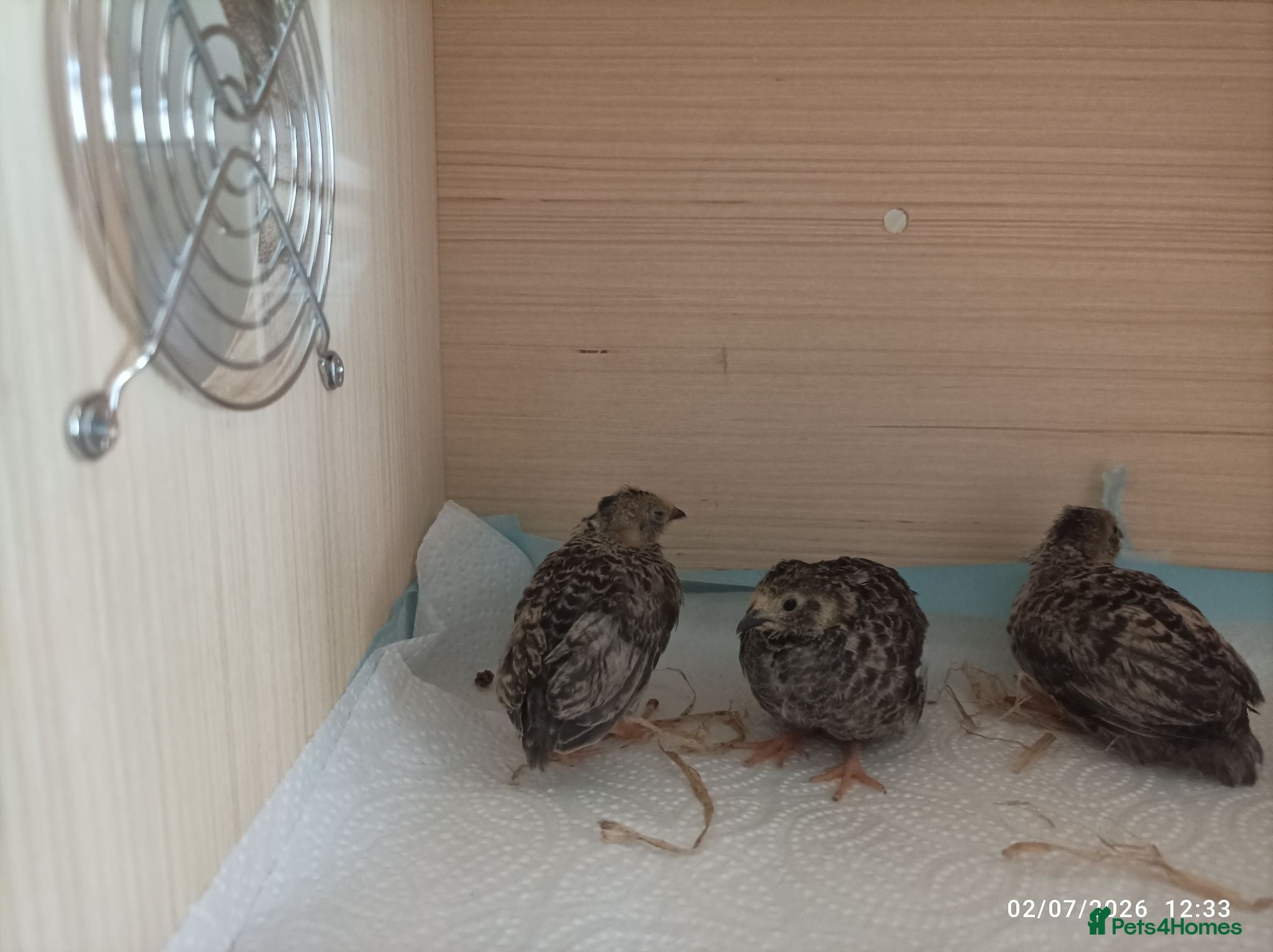 Quail poultry BUTTON QUAIL MALE AND FEMALES - Advert 7