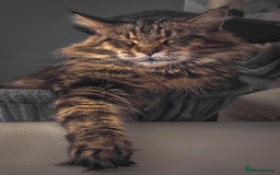 Maine Coon cats for sale: Adult mainecoon female 5 years old needs new home  - Image 3