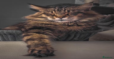 Maine Coon cats - Advert 7