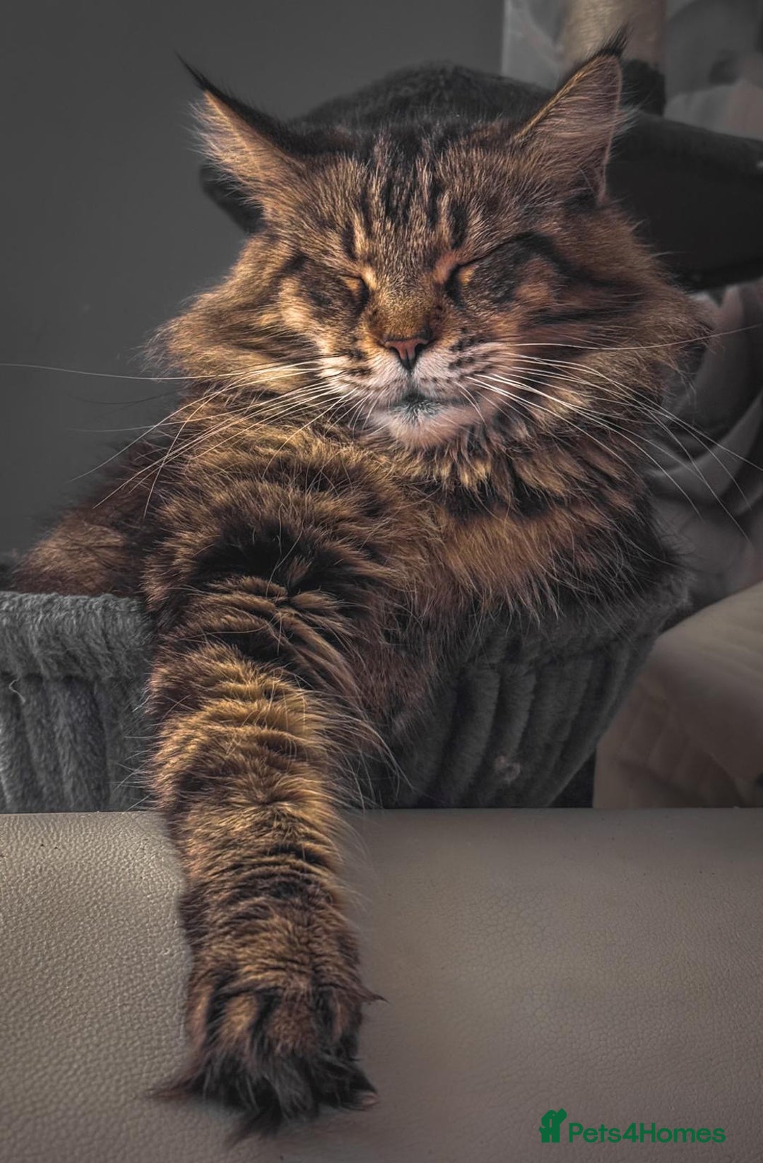 Maine Coon cats for sale: Adult mainecoon female 5 years old needs new home  - Image 3