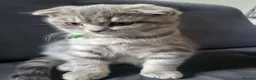 Scottish Fold cats for sale: 🥳PRICE REDUCED! 🥳CUTE PEDIGREE KITTENS!!!🤩  - Advert 8