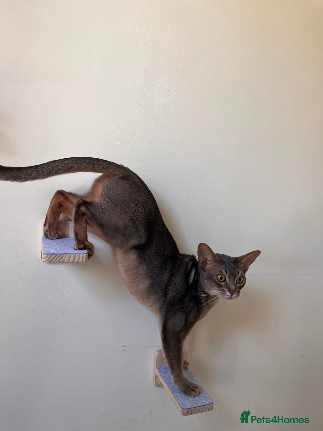 Abyssinian cats for sale: Loving Home Wanted for Our Abyssinian Boy, Yoda - Advert 15
