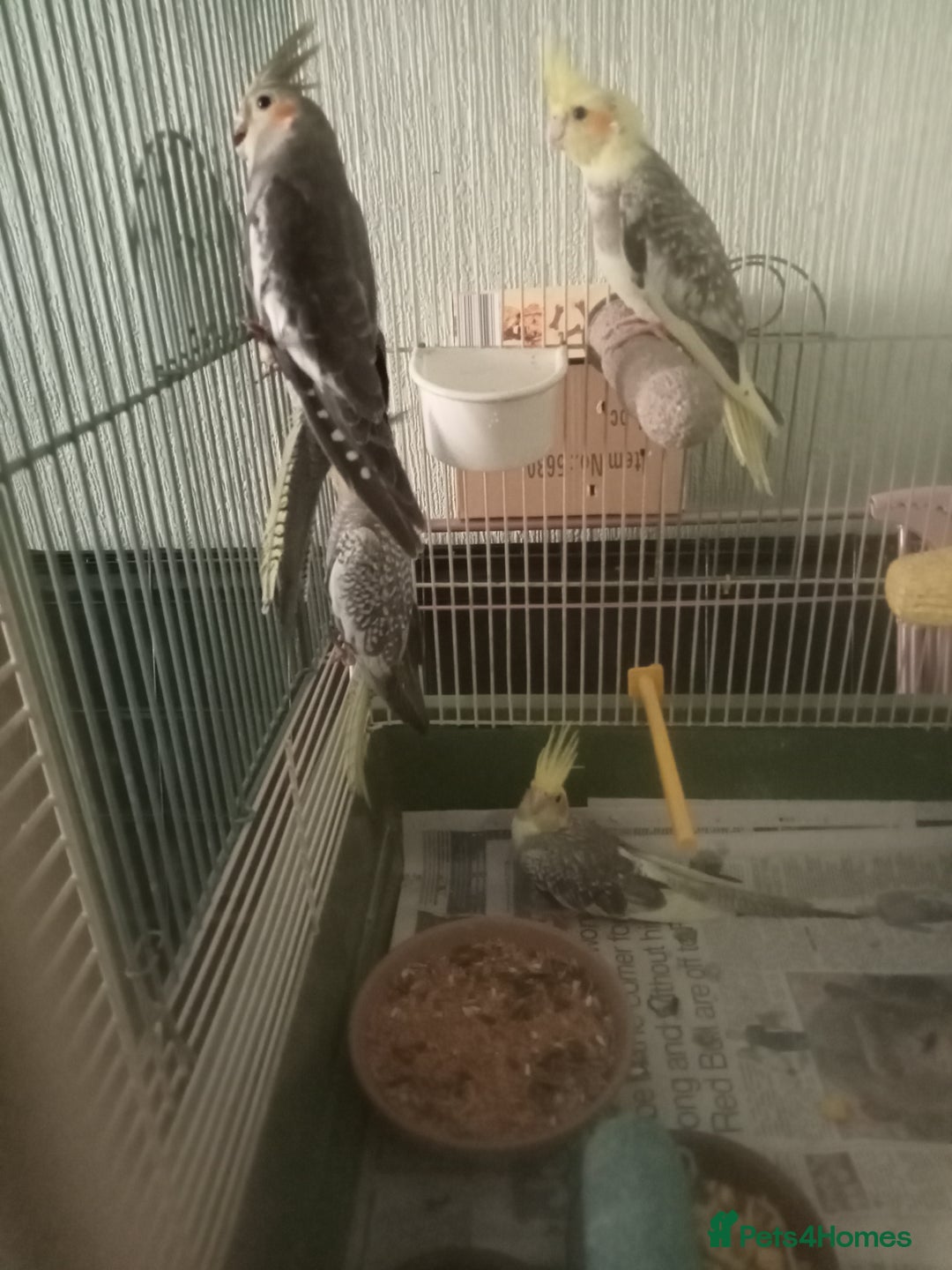Cockatiels birds for sale: Parent reared young cockatiels  - Image 5