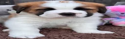 Saint Bernard dogs for sale: 5 stunning male St Bernard puppies in Rotherham - Advert 3