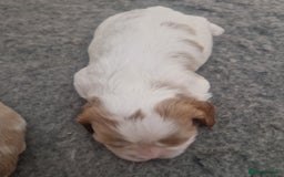 Cavalier King Charles Spaniel dogs for sale: 3 Stunning Cavalier King Charles Pups *DNA CLEAR* - Image 7