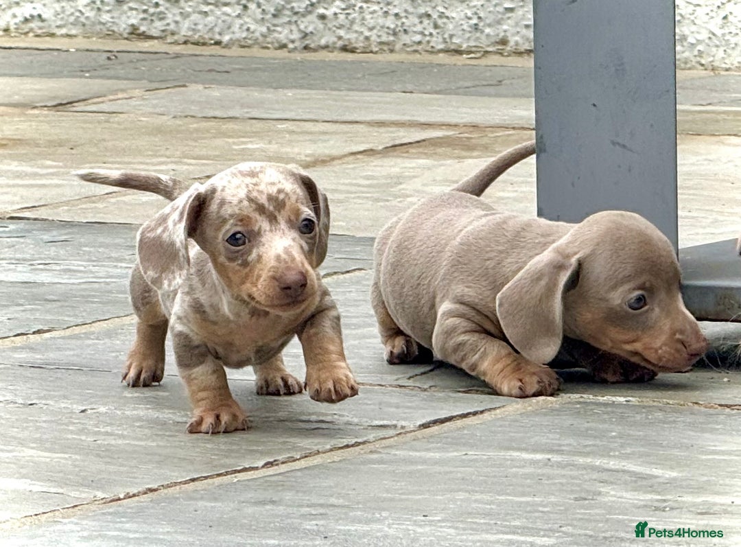 Miniature Dachshund dogs for sale: Beautiful litter of miniature dachshund puppies  - Image 14