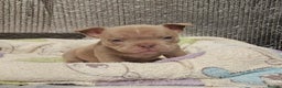 American Bully dogs for sale: Exotic Bullies - Advert 8