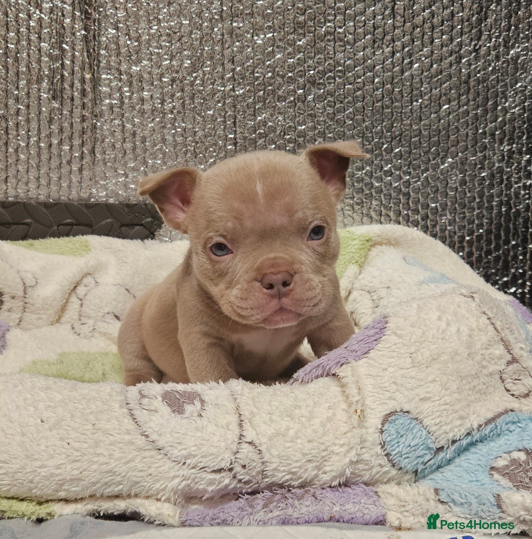 American Bully dogs for sale: Exotic Bullies - Advert 8