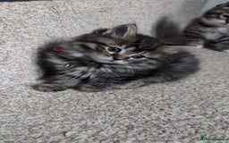 British Shorthair cats for sale: Beautiful British short hair  - Image 1